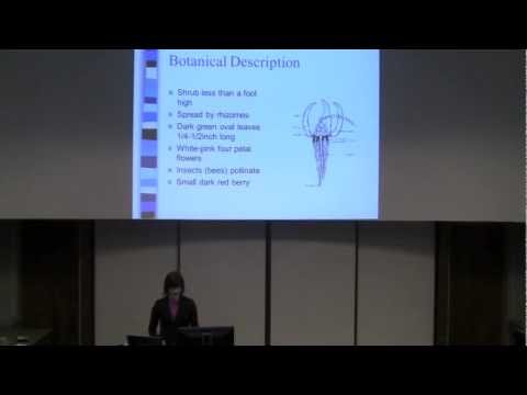 Vaccinium macrocarpon (Cranberry)