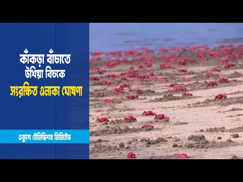 কাঁকড়া বাঁচাতে সংরক্ষিত এলাকা ঘোষণা