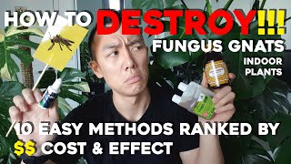 How to DESTROY Fungus Gnats on Indoor Plants | 10 easy methods by cost & effect