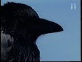 Film Om En Krage Og Høns Fra Fredagsbio