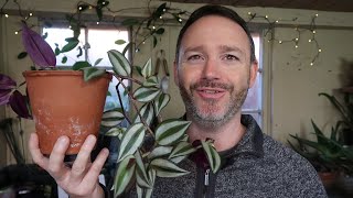 Tradescantia Zebrina ~ Wandering Jew Care Guide and Repot
