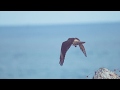Birds Take Flight Video Reference For Animators