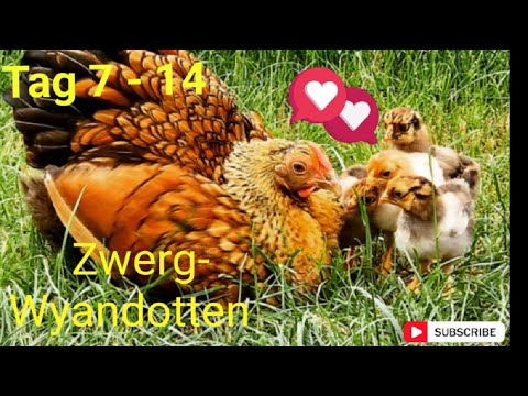 Tag 8-14: Naturbrut Zwergwyandotte - Erstes Sandbad für die Küken