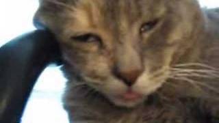 Cat looks funny while sleeping