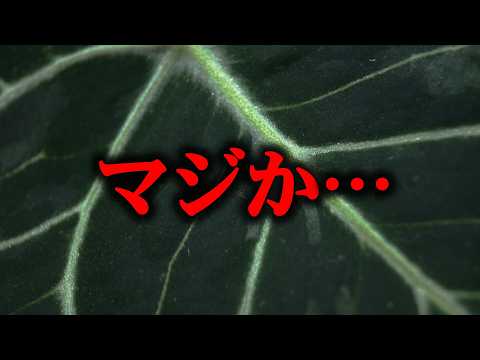 エシャロット 植物