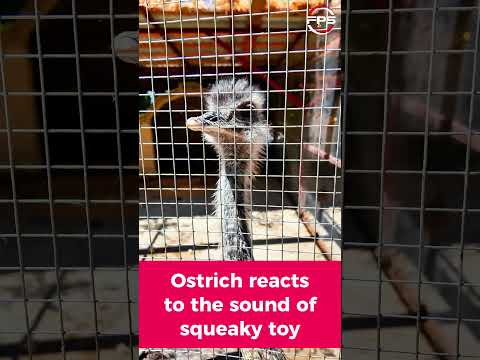 Ostrich REACTS To The Sound Of A Squeaky Toy #shorts #reaction #squeakytoy