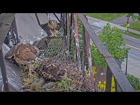 Big Red Flies In With Stick, Feeds A Large Squirrel To Red-tailed Hawk Nestlings – June 16, 2025