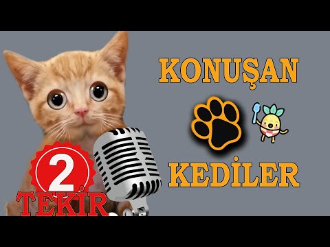 Konuşan Kediler 27 -- En Komik Kedi Videoları