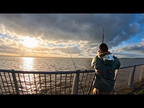HUNTING COD On the RIVER MERSEY…Are They Still HERE?