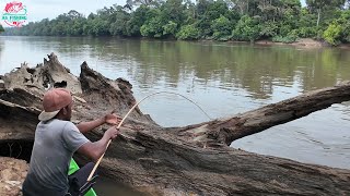 Download lagu IT TURNS OUT THAT GURAME FISH LIKE TO NEST UNDER FALLEN TREES😯 mp3 Download lagu IT TURNS OUT THAT GURAME FISH LIKE TO NEST UNDER FALLEN TREES😯 mp3