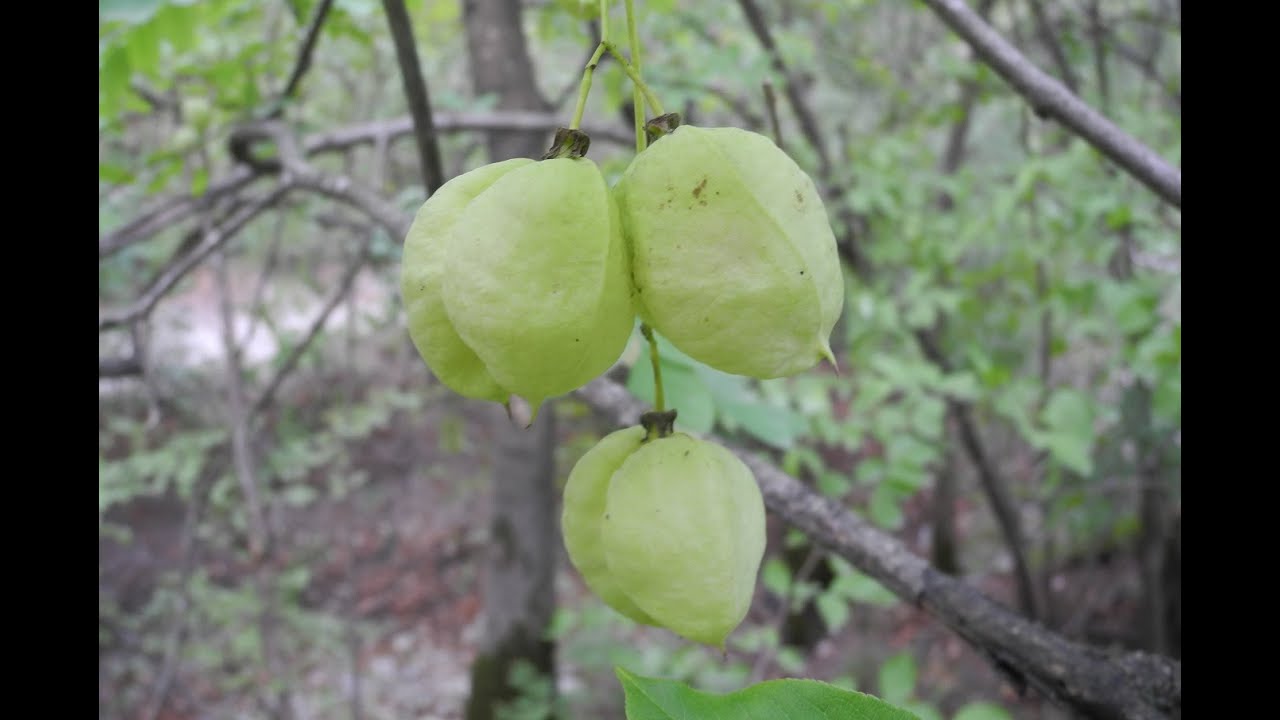 Клекачка перистая / Staphylea pinnata