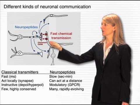 Neuronal communication - Cori Bargmann (Rockefeller/HHMI)