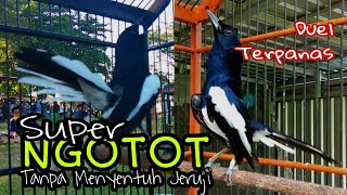 Download lagu KACER TARUNG NGOTOT BONGKAR EMOSI TANPA MENYENTUH JERUJI PANAS || KACER GACOR NAGEN BUKA EKOR FULL mp3