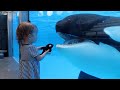 Little Girl S Orca Meets The Real Thing Killer Whale Up Close Tour At SeaWorld Orlando