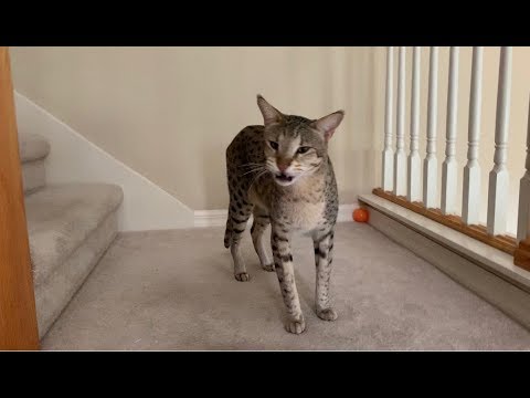 My Big Savannah Cats reaction when I come home from work/Big cat meow