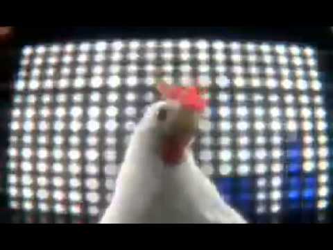 Курицу поешь. Курочка играет на дудочке. Танцующая курочка. Курицу поешь. Петух кричащий.