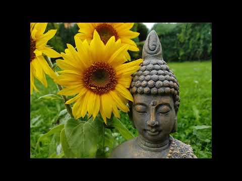 Kurzgeschichten Hörbuch NEU Komplett Zen Geschichten Buddhistische Weisheiten