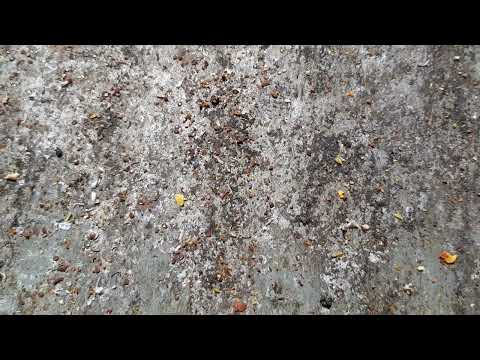 TRETMAN TIMOLOM 2022