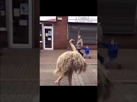 Skinwalkers caught on camera 😳 #shorts