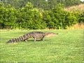 Alligator Chase