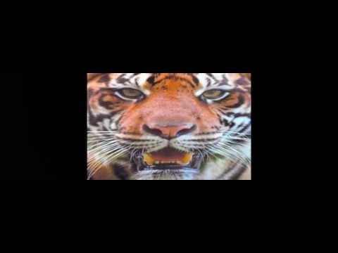 Palm Beach Physique video.