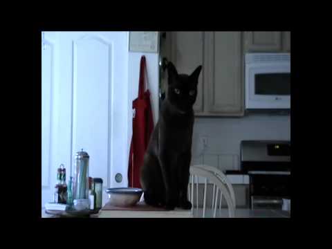 Burmese Begging for food