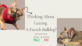 French Bulldog Pros And Cons | Should You Get A Frenchie?