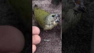 Download lagu Perjuangan Terakhir Induk  Burung Finches #shorts mp3