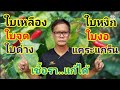 Eliminate Fungus Yellow Leaves Curled Leaves Bent Leaves Leaf Spots Variegated Leaves Stunt