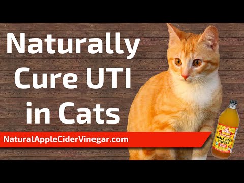 Apple Cider Vinegar Remedy for Cat Urinary Tract Infections