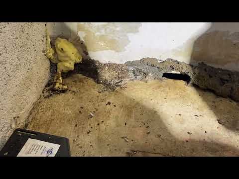 Mice Chewing Their Way Into the Business in Brick, NJ