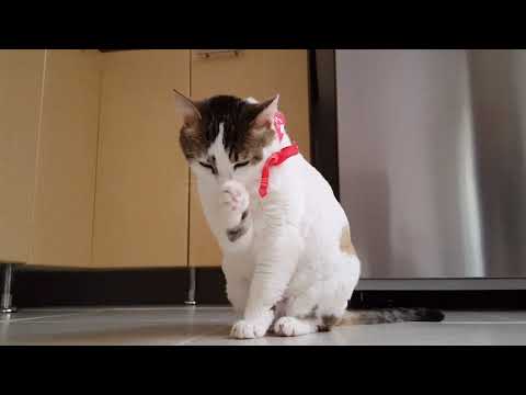 funny video like this video (1)