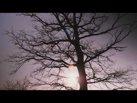 Beekbergerwoud - voorjaar 2019