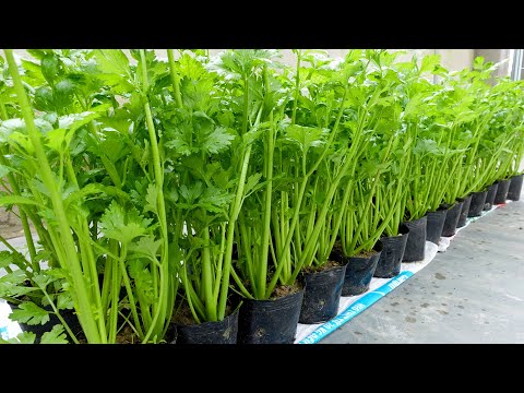No need for a garden, Growing Celery at home was surprisingly easy