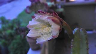 preview picture of video 'Cactus Blooming Time-Lapse'