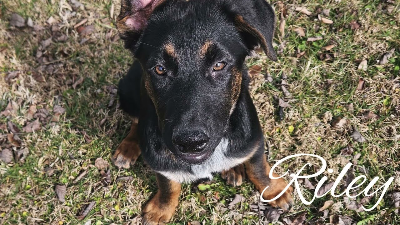 Riley- German Shepherd Available for Adoption in Virginia Beach, VA