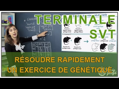 Quickly solve a genetics exercise - SVT Terminale S - Les Bons Profs