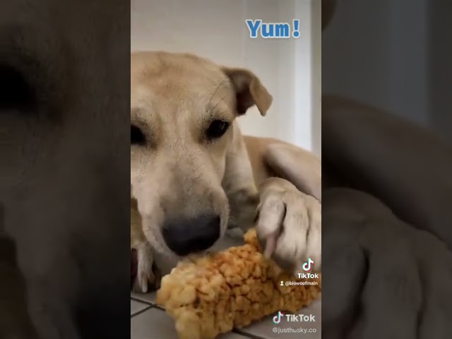 Vídeo relacionado con Mordedor de Queso de Yak, Churpi para Perros, más de 375 g (3, XL)
