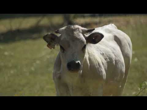 , title : 'modern cow raising process | world highest milking modern jersey cow breed | cow 127 kg milk cow'