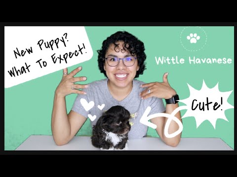 Bringing Your Puppy Home l Havanese (What To Expect)