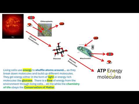 Photosynthesis vs Respiration:  Chloroplasts vs mitochondria