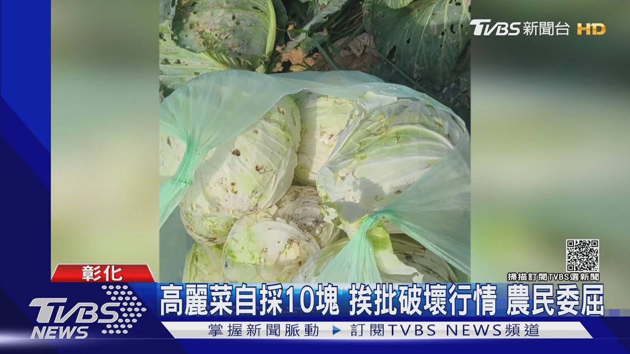 高麗菜自採10元 挨批破壞行情農民委屈
