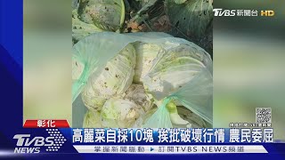 [問卦] 現在還沒有高麗菜種太多新聞??