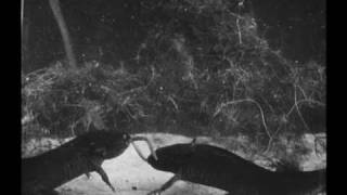 L'Amblystôme / The Axolotl