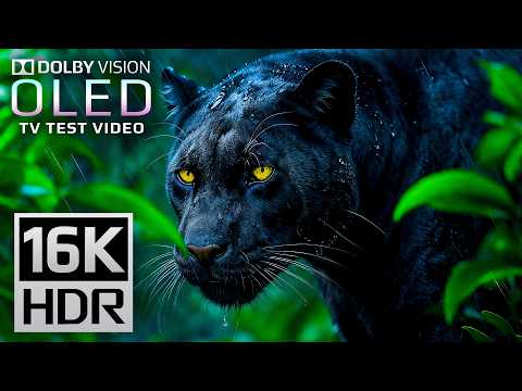 Ultimate 16K HDR Video 120 FPS | Dolby Vision OLED Test Demo