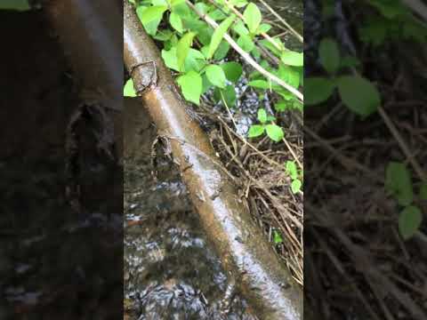 Vandløbsundersøgelse