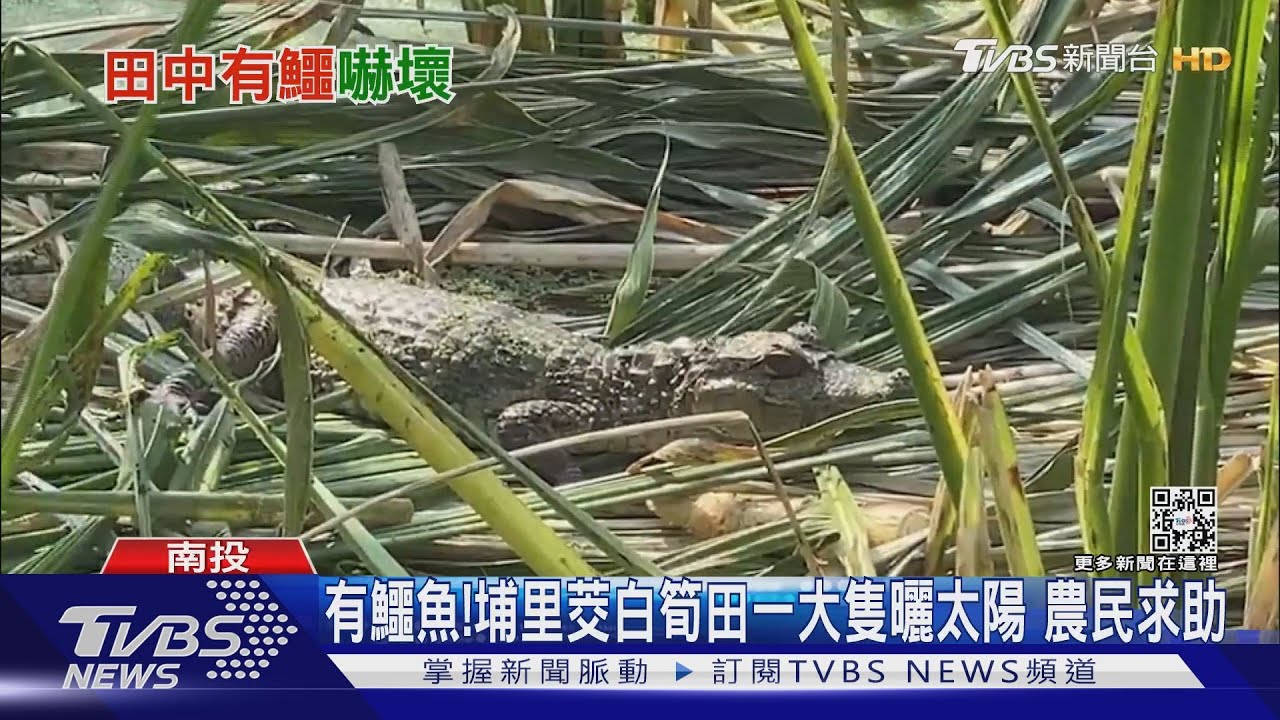 有鱷魚！埔里茭白筍田一大隻曬太陽　農民求助