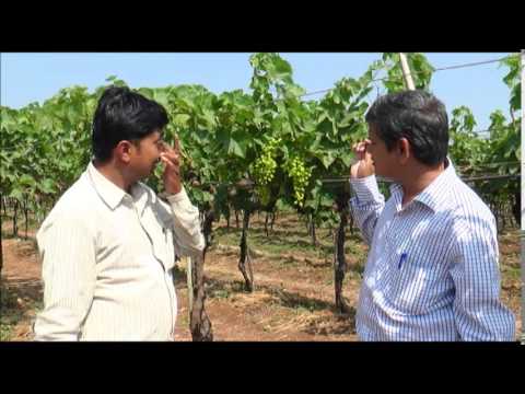 Crop Growth Bio Fertilizer - Grapes