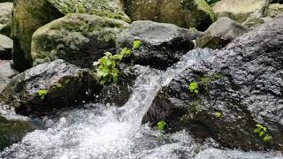 Download lagu Serene Nature Sounds: Water & Birds | No Copyright Video mp3