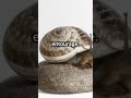Did you know ? Novelist Patricia Highsmith will carry 300 snails on handbag as pets.